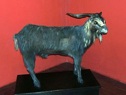Bode Ioiô's taxidermied body